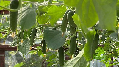 Зеленая передача 17.11.2022