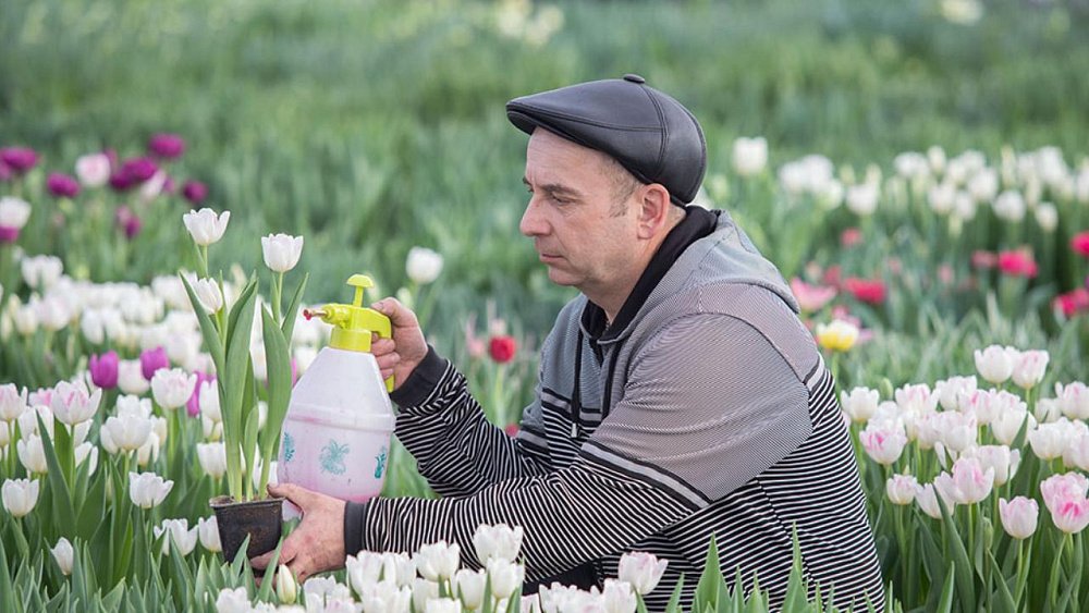 Торговля, выращивание рассады и проведение выставок: какой бизнес открывают на Южном Урале