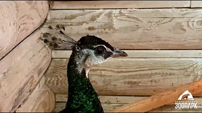 В Челябинском зоопарке пава Императрица вернулась в вольер