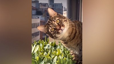 Мех и смех: шокированный кот, время кормления и странный сосед