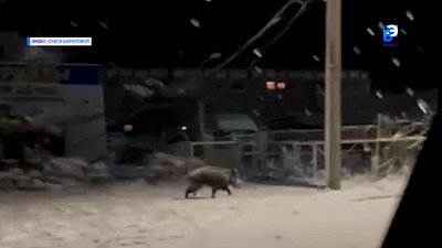 Дикий кабан вышел к людям