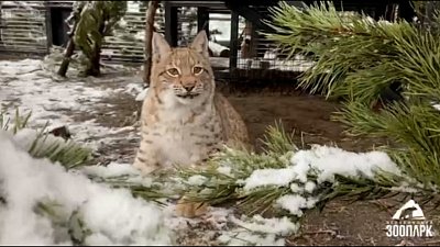 В Челябинском зоопарке все теплолюбивые животные переехали в зимние вольеры