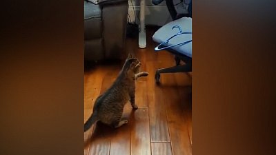 Мех и смех: ловушка, грязный пес и опасная вешалка