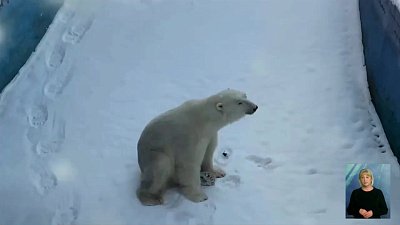 Питомцы зоопарка ждут в гости посетителей
