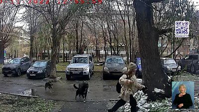 Бродячие псы покусали ребенка