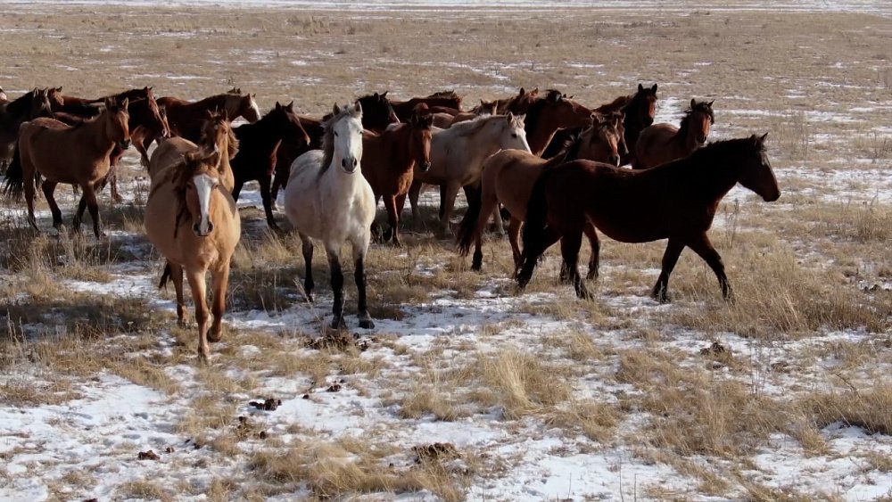 Наследник коневодов: история успеха племенного завода «Предуралье»