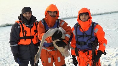 В Карталинском районе спасли двух краснокнижных лебедей