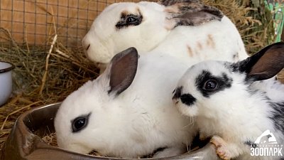 В Челябинском зоопарке показали жующих кроликов