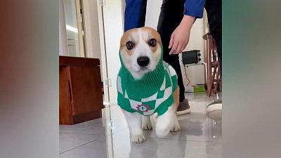 Мех и смех: специальный выпуск с корги