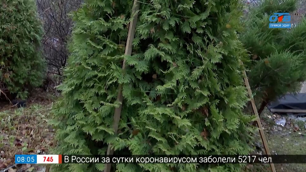 Защитите туи от снегопадов в рубрике «Руки садовода»