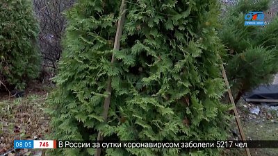 Защитите туи от снегопадов в рубрике «Руки садовода»