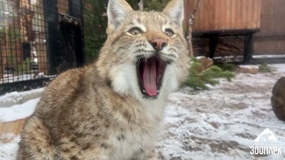 В Челябинском зоопарке показали будни подросшей рыси