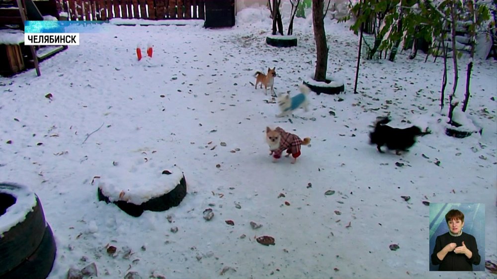 Как защитить питомцев от обморожения?