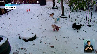 Как защитить питомцев от обморожения?