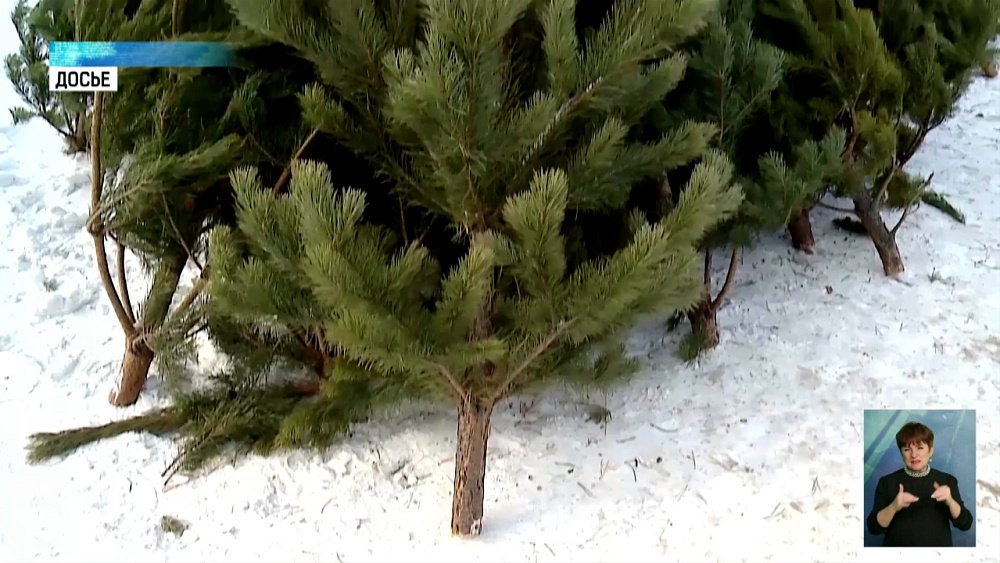 В лесничестве рассказали о мерах по охране елей