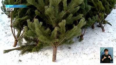 В лесничестве рассказали о мерах по охране елей