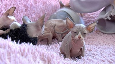 Как защитить домашних животных от обморожения