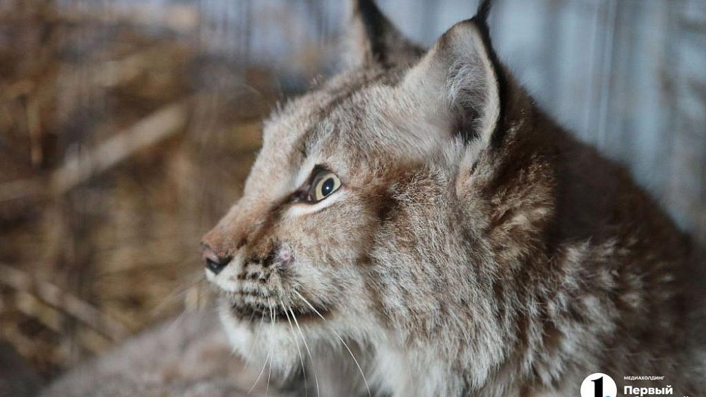Жители Каслей заметили рысь в жилом секторе