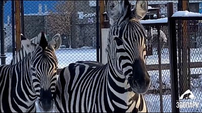 В Челябинском зоопарке показали зебр-модниц