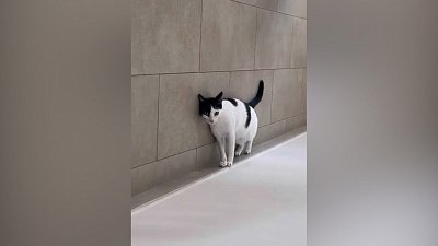 Мех и смех: фокусник, пианист и страшная игрушка