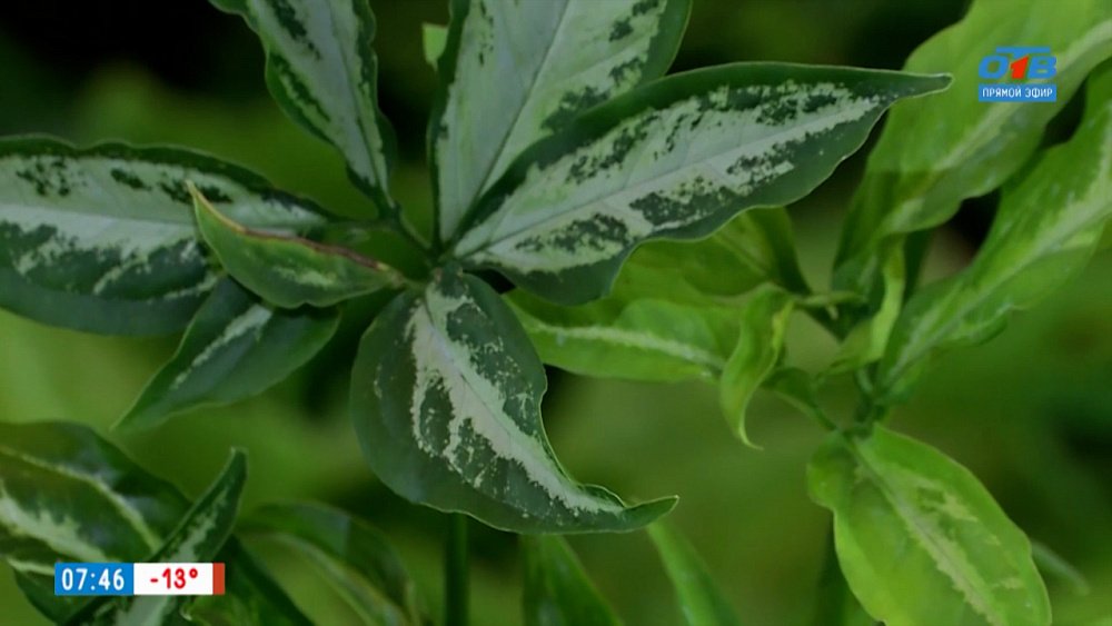 Что любят сингониумы? Мнение специалиста по комнатному цветоводству в рубрике «Руки садовода»