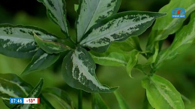 Что любят сингониумы? Мнение специалиста по комнатному цветоводству в рубрике «Руки садовода»