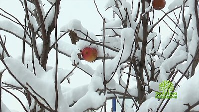 Зеленая передача 24.11.2022