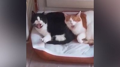 Мех и смех: личные границы, синхронность и затруднительное положение