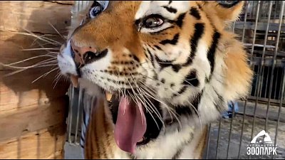 Грацию амурских тигров показали в Челябинском зоопарке