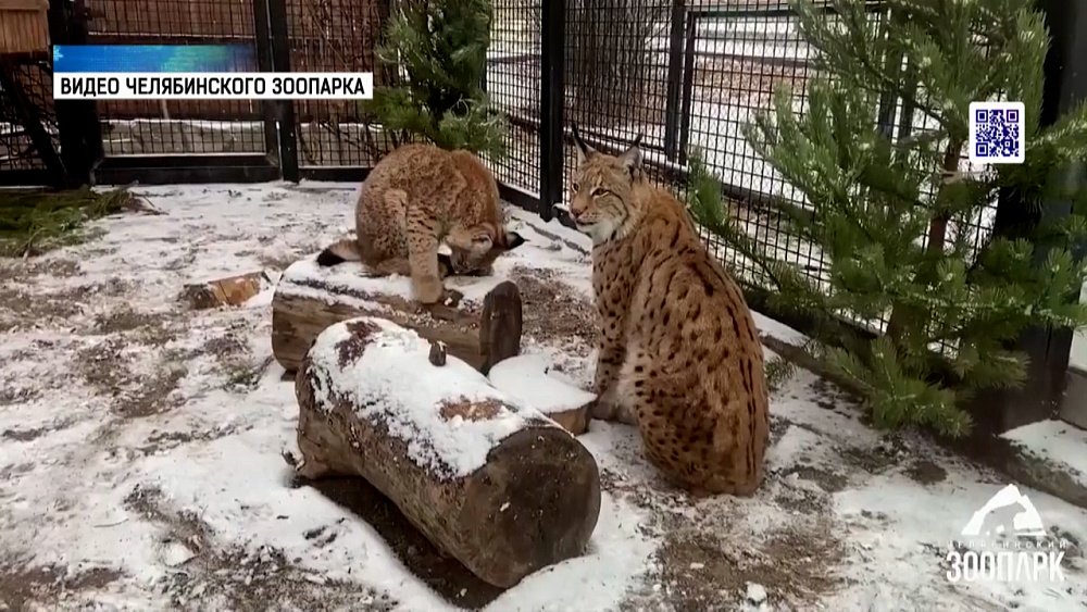 Животные в зоопарке радуются снегу