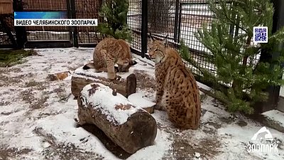 Животные в зоопарке радуются снегу