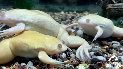 В Челябинском зоопарке рассказали забавные факты о шпорцевых лягушках