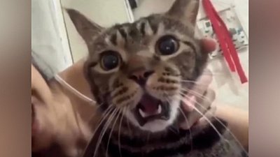 Мех и смех: ворованная пицца, шок и плавающий кот