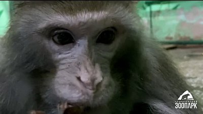 В Челябинском зоопарке приматам выдали кедровые шишки