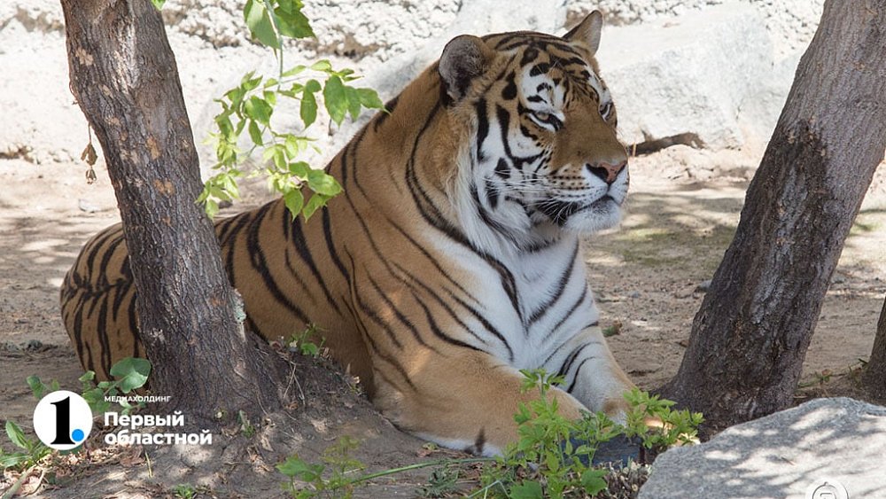 Магнитогорская прокуратура добилась блокировки паблика по продаже диких животных