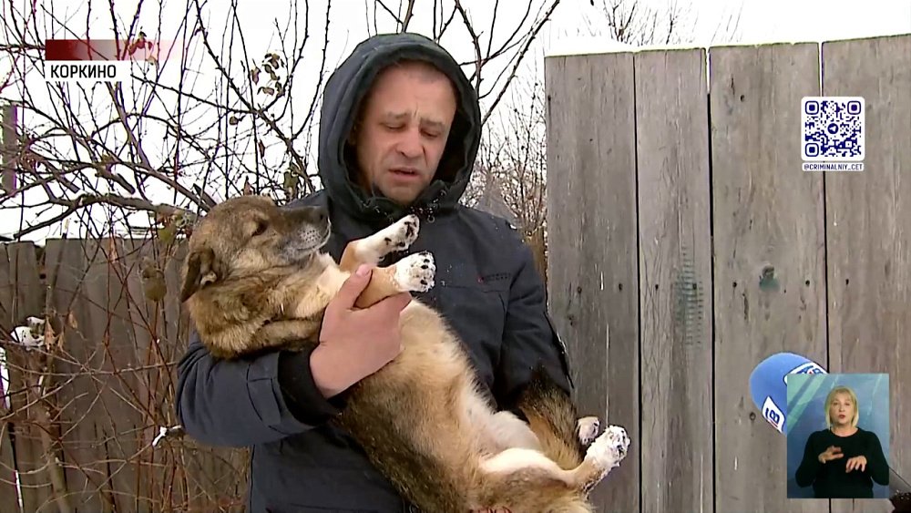 В Коркино неизвестные травят бездомных собак