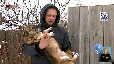 В Коркино неизвестные травят бездомных собак