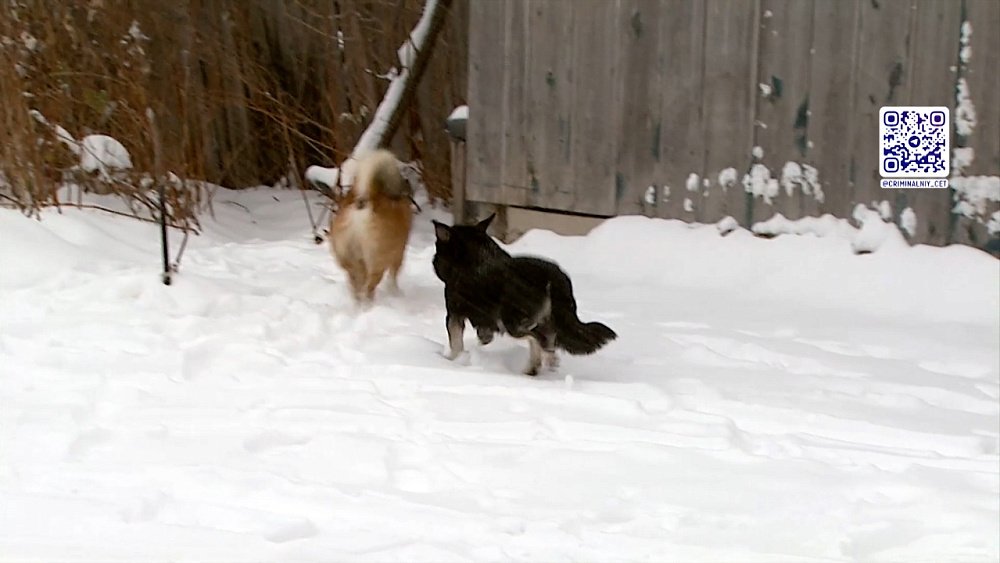 Происшествия недели 26.11.2022