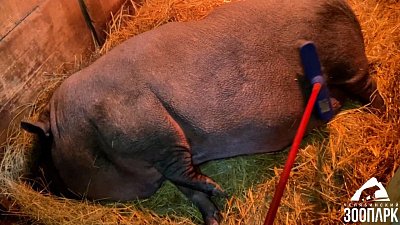 В Челябинском зоопарке показали графские выходные