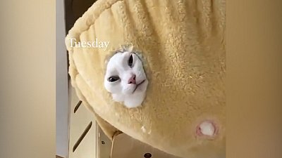 Мех и смех: кошачьи будни, странная поездка и драка в шкафу