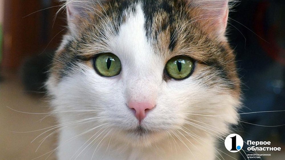 Всемирный день домашних животных: как стать хорошим хозяином своей кошке