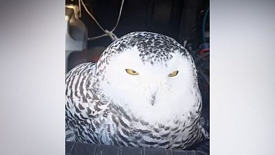 В Озерске поймали сову с поврежденным крылом