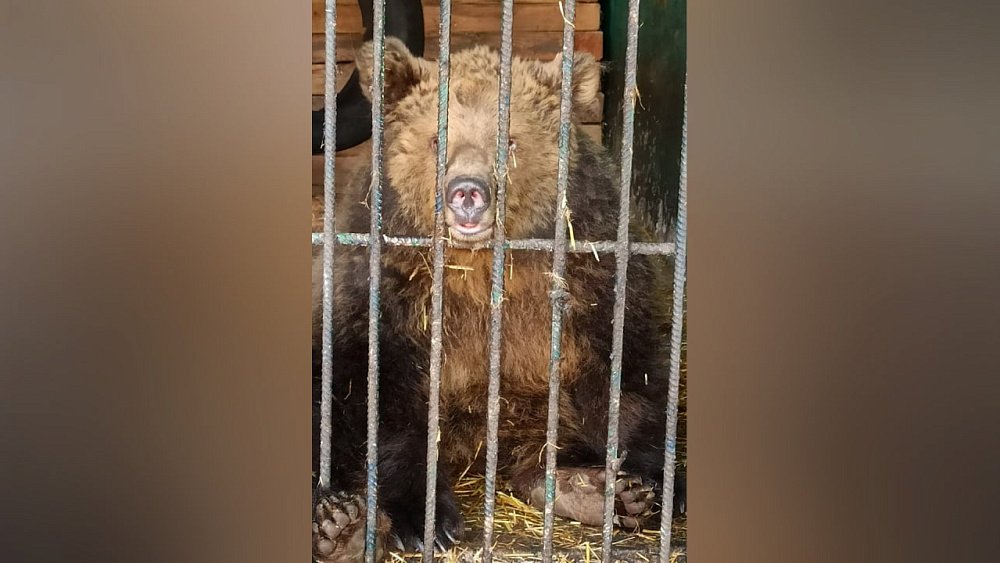 В Челябинске объявили акцию «Чистый четверг» в пользу приюта «Спаси меня»