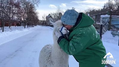 В Челябинском зоопарке альпака Дуся вышла на снежную прогулку