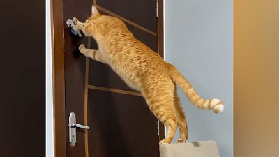 Мех и смех: умный кот, спортивный пес и пушистый помощник