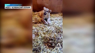 В Челябинском зоопарке появился новый житель