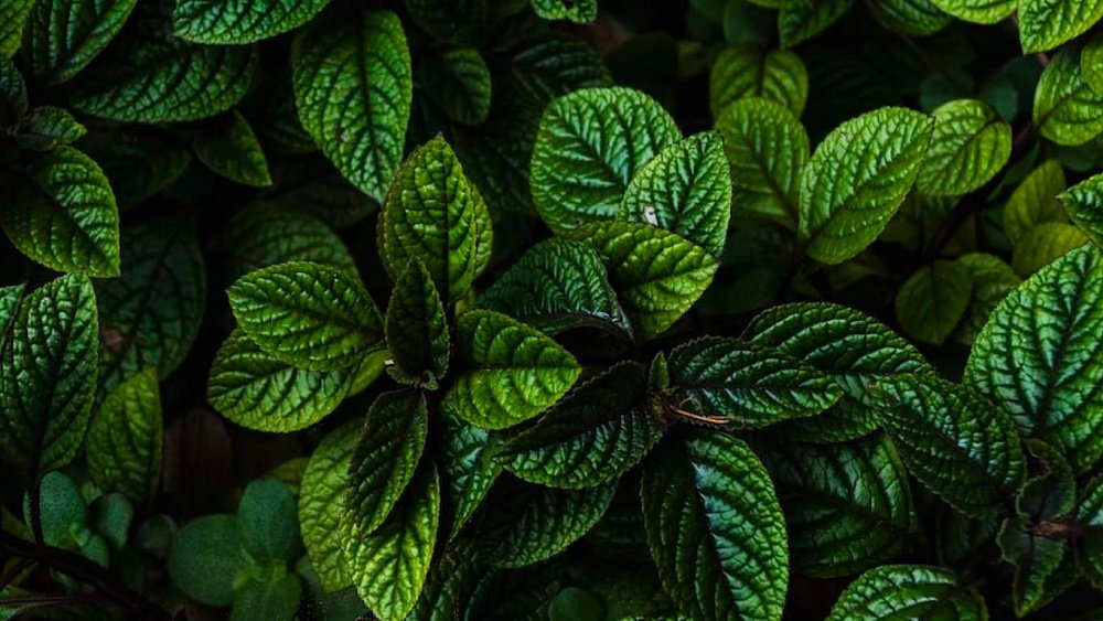 Мята способна замедлять старение