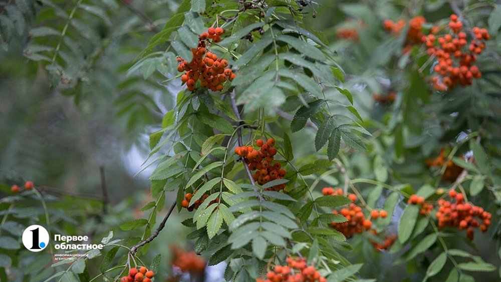 На определение границ зеленого пояса в Челябинске потратят 9,4 млн рублей