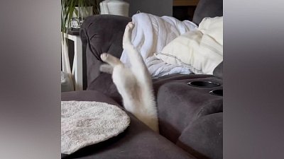 Мех и смех: противостояние, мягкая посадка и трудная ситуация