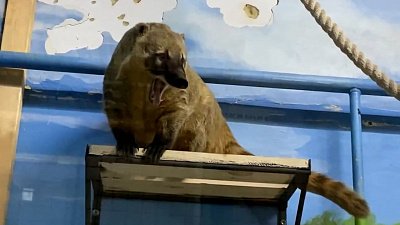 В Челябинском зоопарке носухи вновь переехали